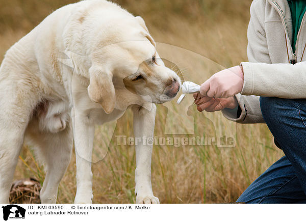fressender Labrador Retriever / eating Labrador Retriever / KMI-03590