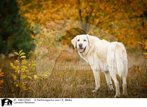 Labrador Retriever / Labrador Retriever / KMI-03593