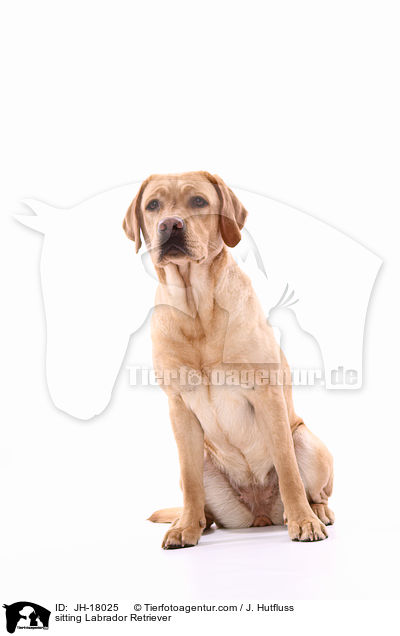 sitting Labrador Retriever / JH-18025
