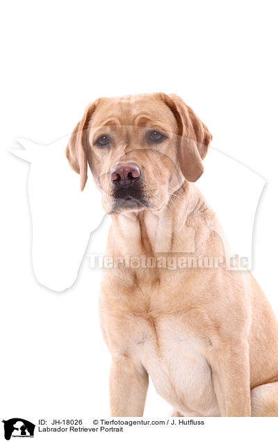 Labrador Retriever Portrait / Labrador Retriever Portrait / JH-18026