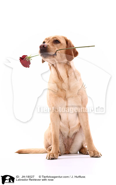 Labrador Retriever mit Rose / Labrador Retriever with rose / JH-18027