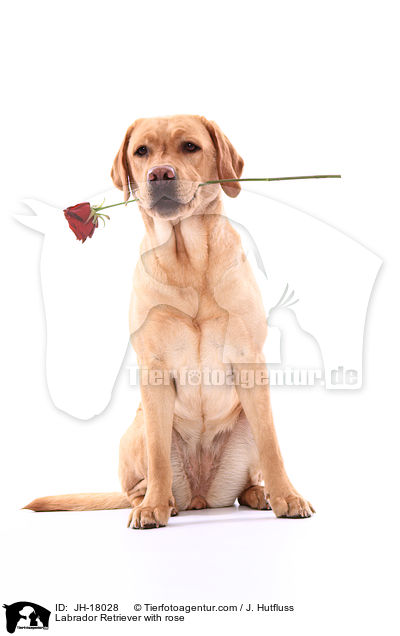 Labrador Retriever with rose / JH-18028