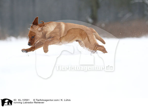 rennender Labrador Retriever / running Labrador Retriever / KL-10561