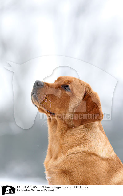 Labrador Retriever Portrait / Labrador Retriever Portrait / KL-10565