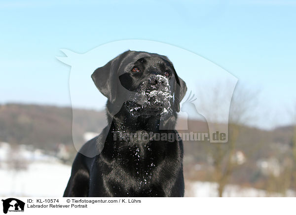 Labrador Retriever Portrait / Labrador Retriever Portrait / KL-10574