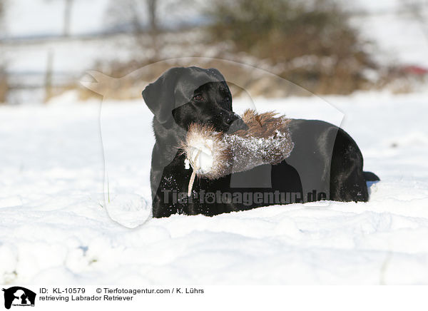 apportierender Labrador Retriever / retrieving Labrador Retriever / KL-10579
