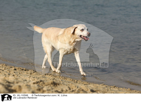 alter Labrador Retriever / old Labrador Retriever / KL-10586