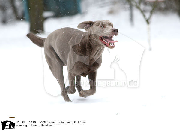 rennender Labrador Retriever / running Labrador Retriever / KL-10625