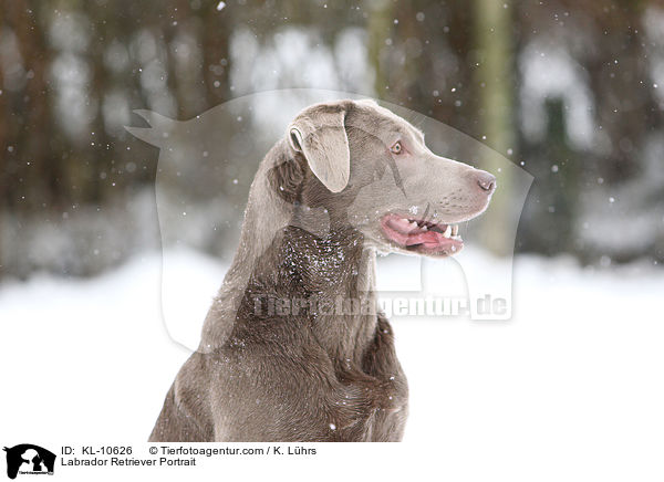 Labrador Retriever Portrait / Labrador Retriever Portrait / KL-10626