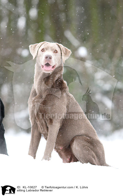 sitzender Labrador Retriever / sitting Labrador Retriever / KL-10627