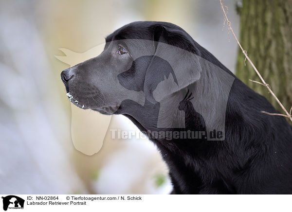 Labrador Retriever Portrait / Labrador Retriever Portrait / NN-02864