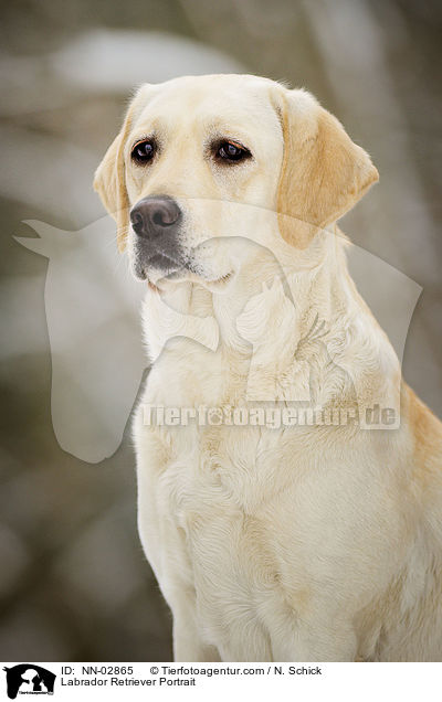 Labrador Retriever Portrait / Labrador Retriever Portrait / NN-02865