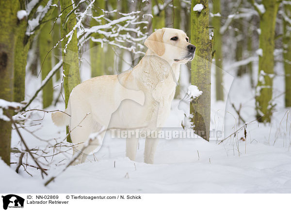 Labrador Retriever / Labrador Retriever / NN-02869