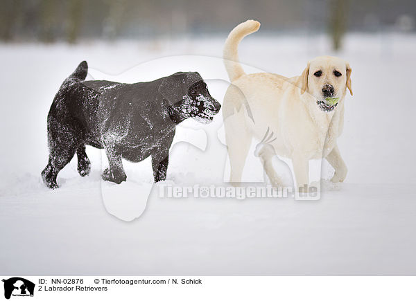 2 Labrador Retriever / 2 Labrador Retrievers / NN-02876