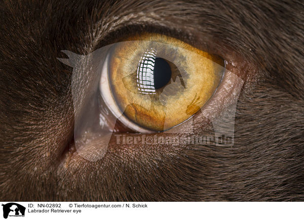 Labrador Retriever eye / NN-02892
