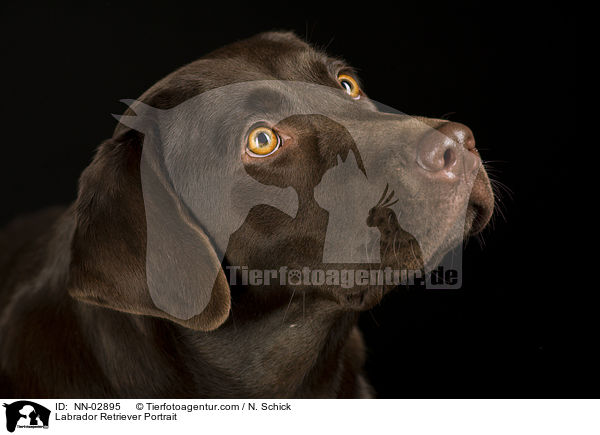 Labrador Retriever Portrait / Labrador Retriever Portrait / NN-02895