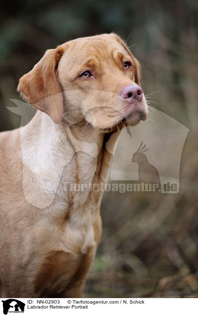Labrador Retriever Portrait / Labrador Retriever Portrait / NN-02903