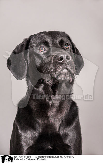 Labrador Retriever Portrait / Labrador Retriever Portrait / AP-11591