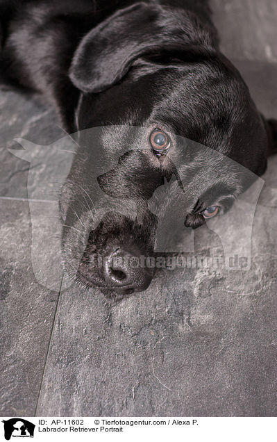 Labrador Retriever Portrait / Labrador Retriever Portrait / AP-11602