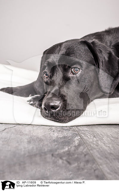 liegender Labrador Retriever / lying Labrador Retriever / AP-11609