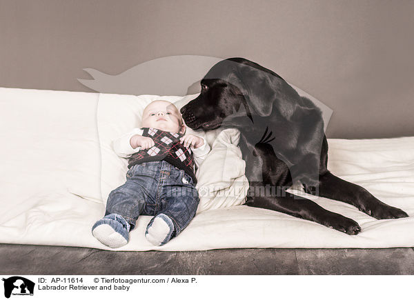Labrador Retriever und Baby / Labrador Retriever and baby / AP-11614