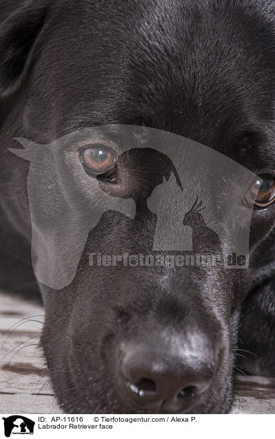 Labrador Retriever Gesicht / Labrador Retriever face / AP-11616