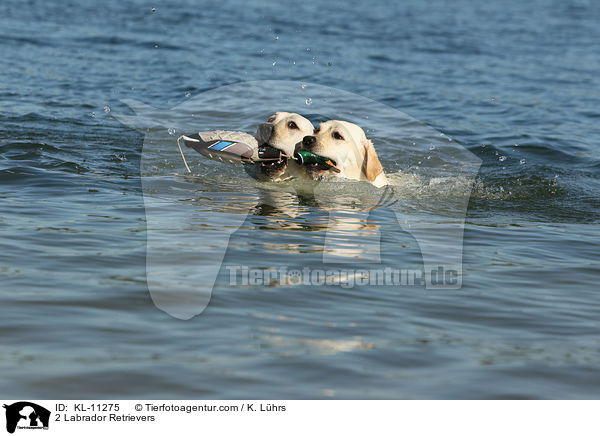 2 Labrador Retriever / 2 Labrador Retrievers / KL-11275