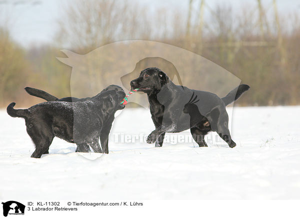 3 Labrador Retriever / 3 Labrador Retrievers / KL-11302