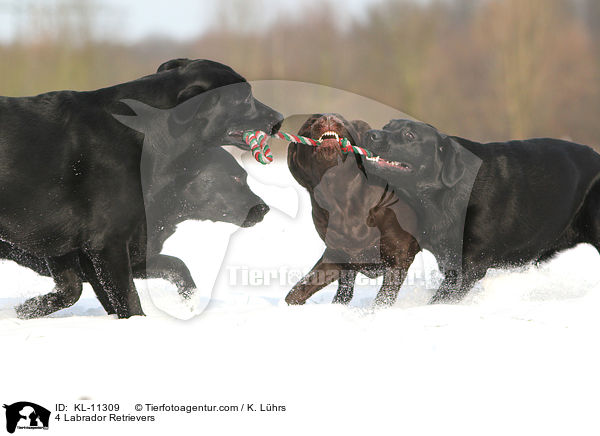 4 Labrador Retriever / 4 Labrador Retrievers / KL-11309