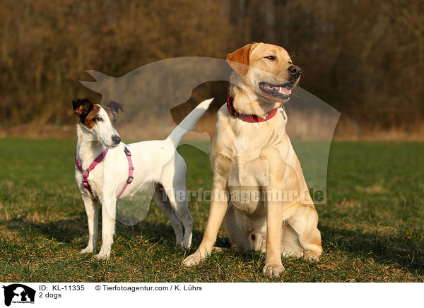 2 Hunde / 2 dogs / KL-11335