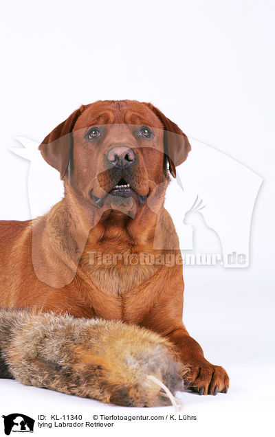 liegender Labrador Retriever / lying Labrador Retriever / KL-11340