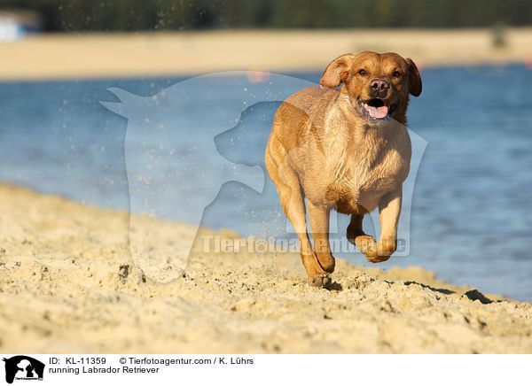rennender Labrador Retriever / running Labrador Retriever / KL-11359