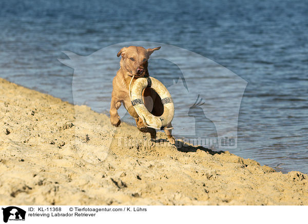apportierender Labrador Retriever / retrieving Labrador Retriever / KL-11368