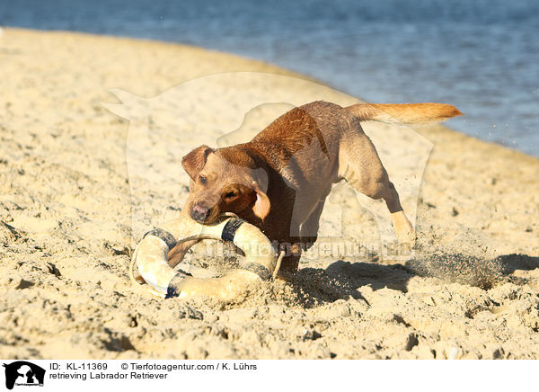 apportierender Labrador Retriever / retrieving Labrador Retriever / KL-11369