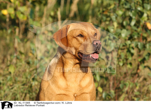 Labrador Retriever Portrait / Labrador Retriever Portrait / KL-11385