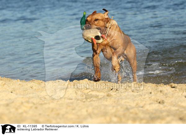 apportierender Labrador Retriever / retrieving Labrador Retriever / KL-11395