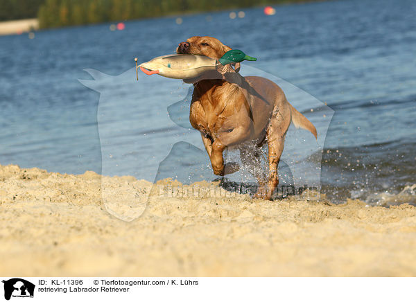 apportierender Labrador Retriever / retrieving Labrador Retriever / KL-11396