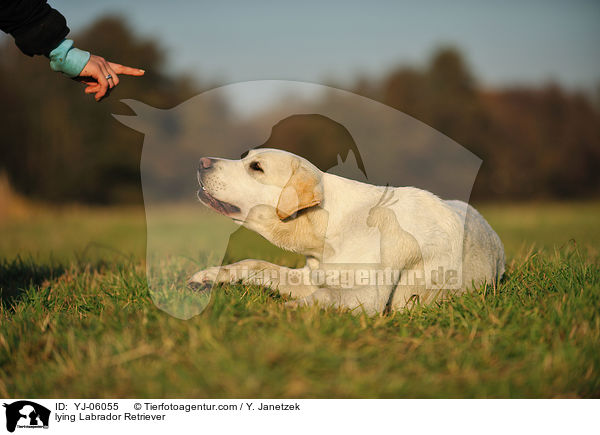 liegender Labrador Retriever / lying Labrador Retriever / YJ-06055