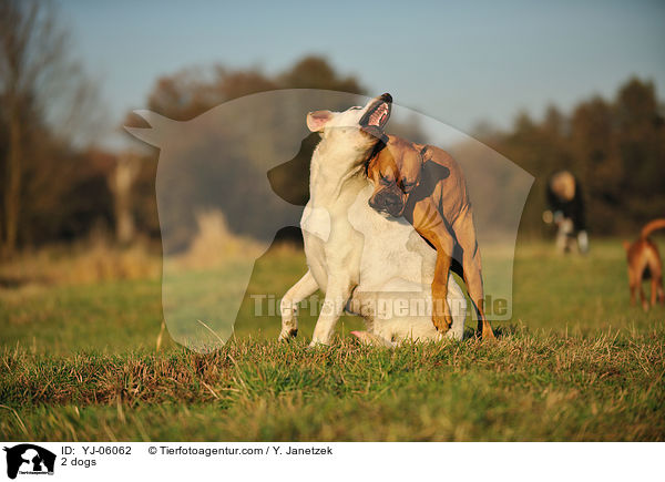 2 Hunde / 2 dogs / YJ-06062