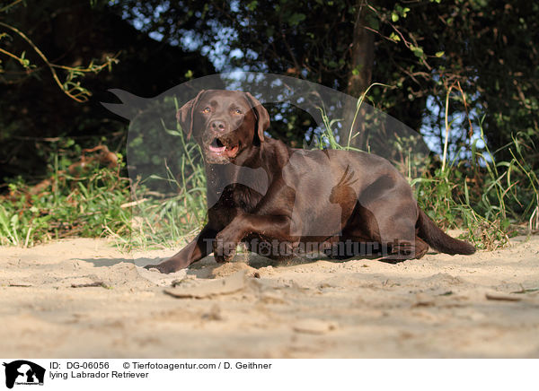 liegender Labrador Retriever / lying Labrador Retriever / DG-06056