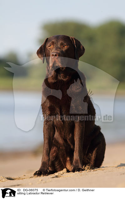 sitzender Labrador Retriever / sitting Labrador Retriever / DG-06075
