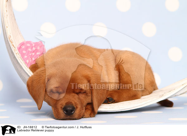 Labrador Retriever Welpe / Labrador Retriever puppy / JH-18812