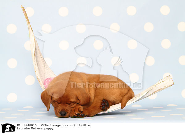 Labrador Retriever puppy / JH-18815