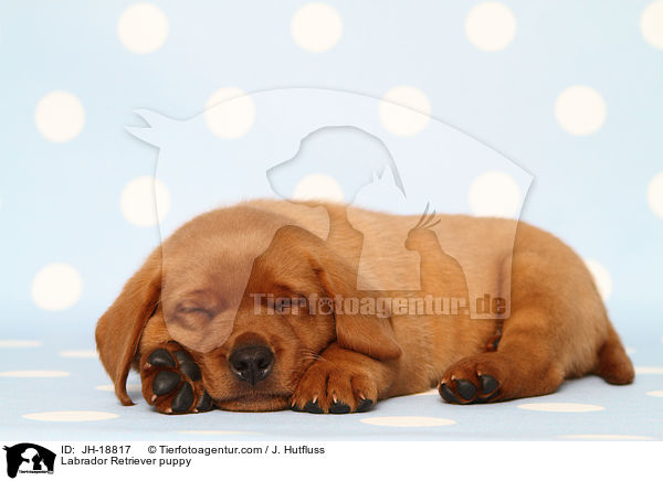 Labrador Retriever Welpe / Labrador Retriever puppy / JH-18817