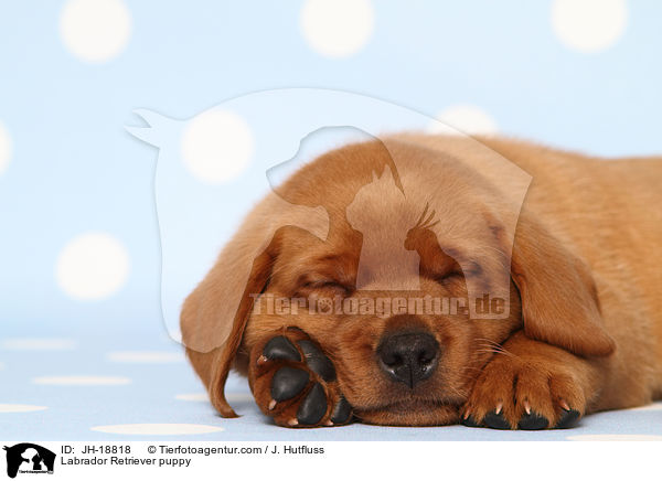 Labrador Retriever Welpe / Labrador Retriever puppy / JH-18818