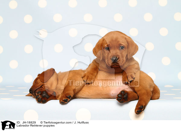 Labrador Retriever Welpen / Labrador Retriever puppies / JH-18829