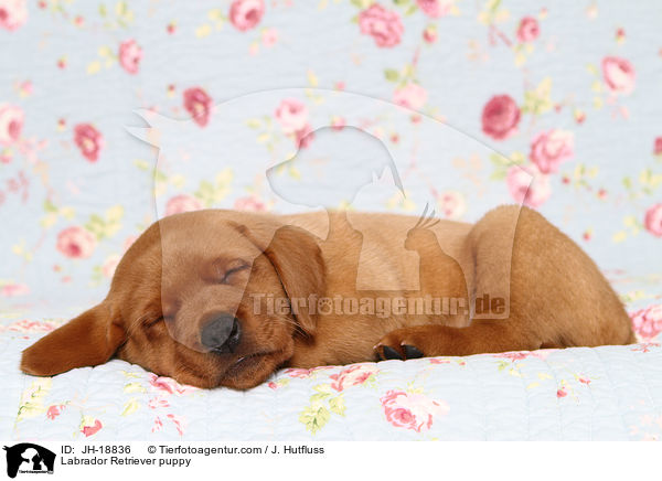 Labrador Retriever Welpe / Labrador Retriever puppy / JH-18836
