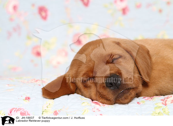 Labrador Retriever Welpe / Labrador Retriever puppy / JH-18837