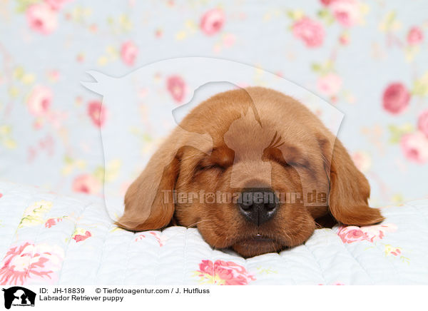 Labrador Retriever Welpe / Labrador Retriever puppy / JH-18839