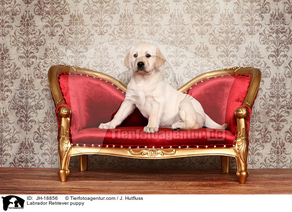 Labrador Retriever Welpe / Labrador Retriever puppy / JH-18856